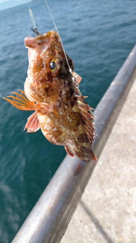 アジはいなかったけど