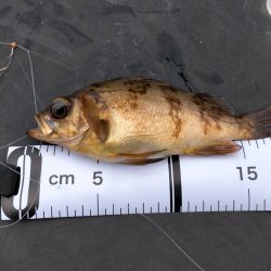 今季のオープン日に行きました