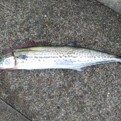 ついに来た❗️サゴシ❗️