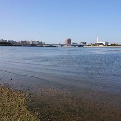 西宮サーフゲームでチヌ