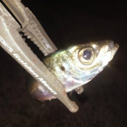 お手軽ジグサビキ