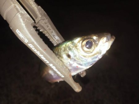 お手軽ジグサビキ