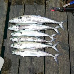 サゴシさんお久し振りです