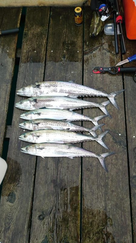 サゴシさんお久し振りです