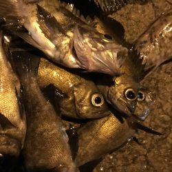 ジグ単オンリー