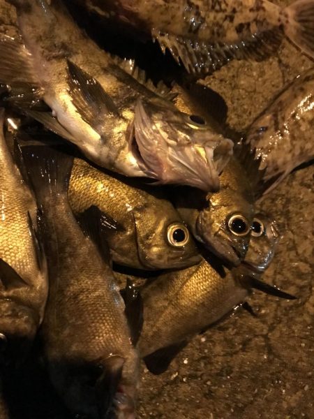 ジグ単オンリー