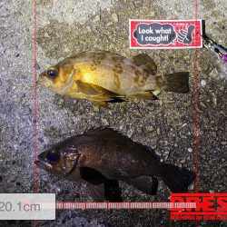 数はそこそこでした