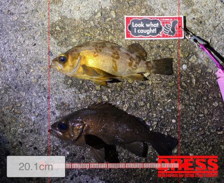 数はそこそこでした