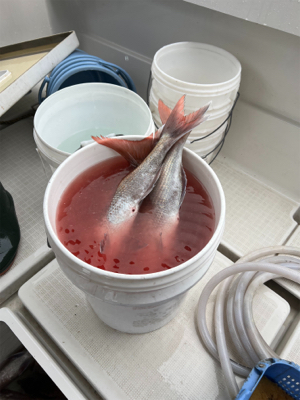 満足の初タイラバ