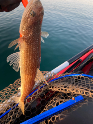 今年初のカヤックフィッシュ