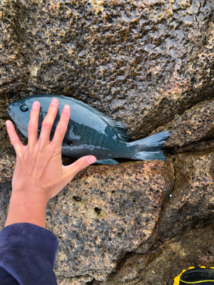 パラパラポツポツ