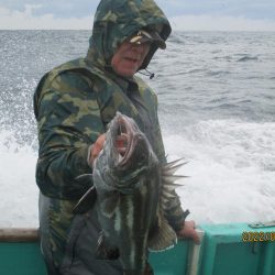 ヤリイカ20～30杯　スルメイカ5杯