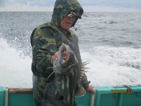 ヤリイカ20～30杯　スルメイカ5杯