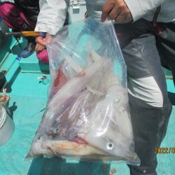 ヤリイカ20～25杯　スルメ6杯