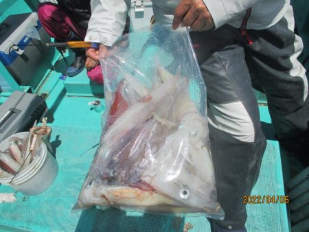 ヤリイカ20～25杯　スルメ6杯