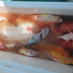 黒ムツ、目鯛、金時、 鬼カサゴ　釣れたよ(^_-)-☆