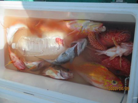 黒ムツ、目鯛、金時、 鬼カサゴ　釣れたよ(^_-)-☆