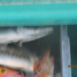 黒ムツ、アジ、根魚釣れたよ(^_-)-☆