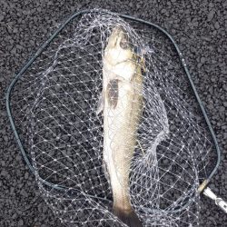 朝の30分パトロールでの釣果