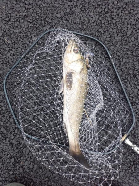 朝の30分パトロールでの釣果