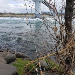 サクラ咲きませんでした