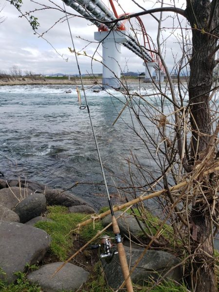 サクラ咲きませんでした