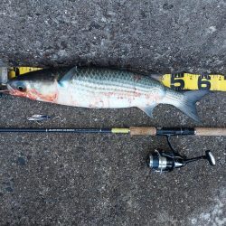 プチsalt water game