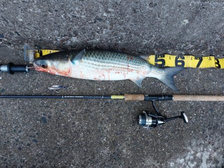 プチsalt water game