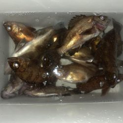 春の夜のメバリング