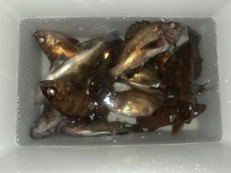 春の夜のメバリング