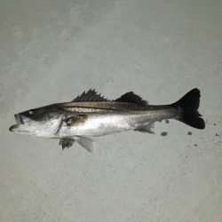 泉大津周辺に！