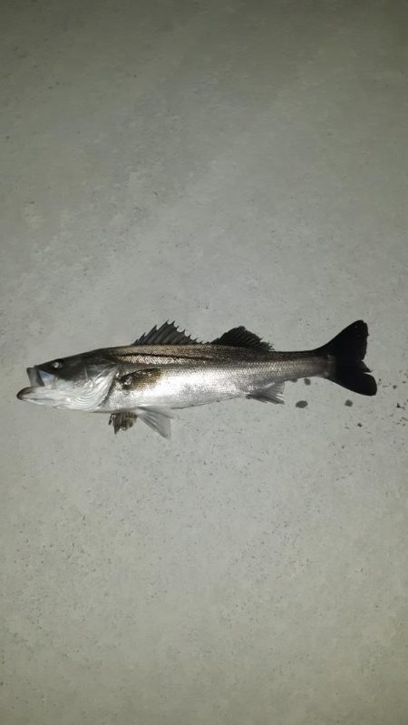 泉大津周辺に！