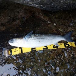 プチsalt water game