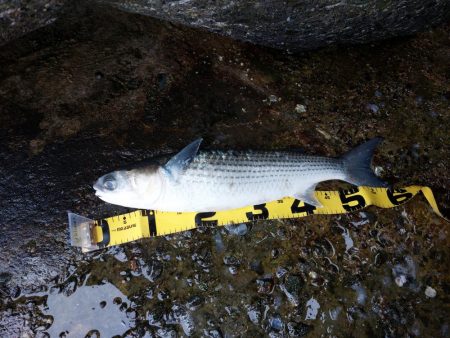 プチsalt water game