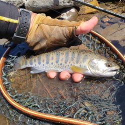 綺麗なアマゴがヒット