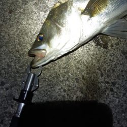 今日も行ってきました！