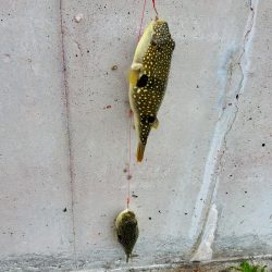 カレイ釣りたかった