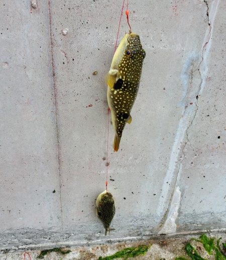 カレイ釣りたかった