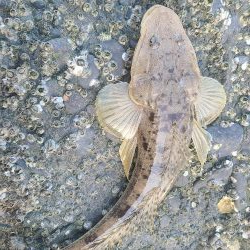 マゴチビとチビレ