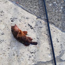 春の快適夜釣り