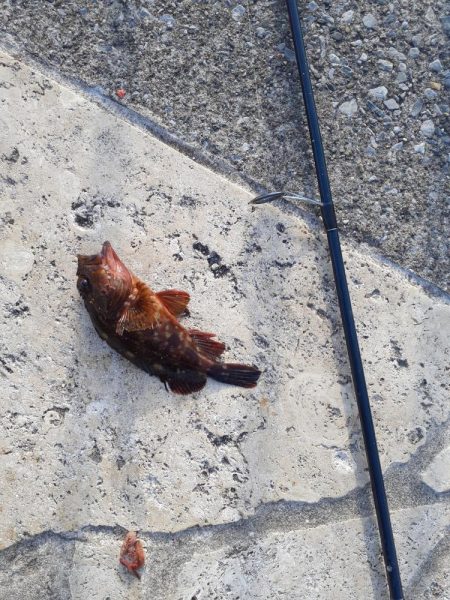 春の快適夜釣り