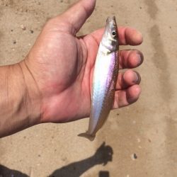 気持ち良く投げて、魚も釣れて満足でした