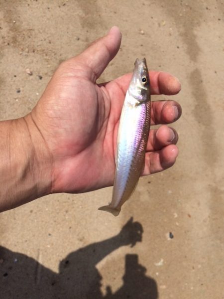 気持ち良く投げて、魚も釣れて満足でした