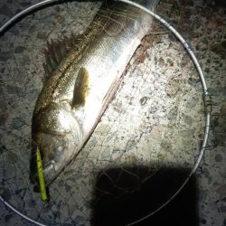 迷いましたが。