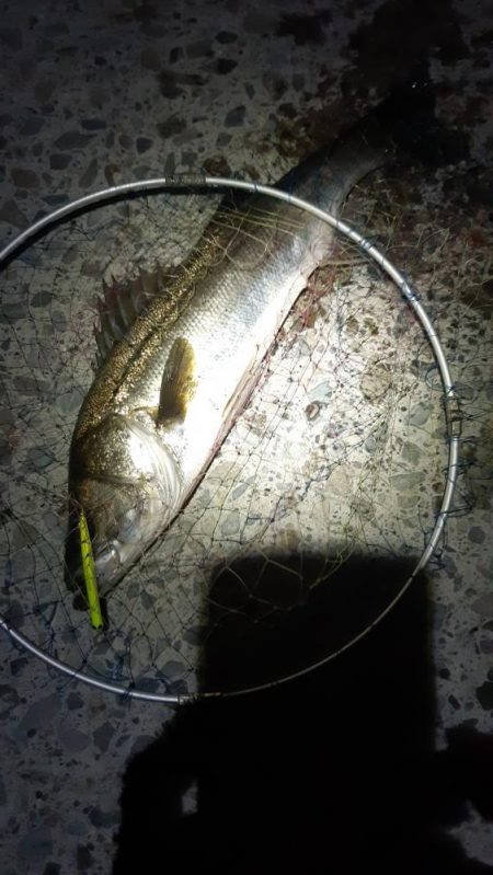 迷いましたが。