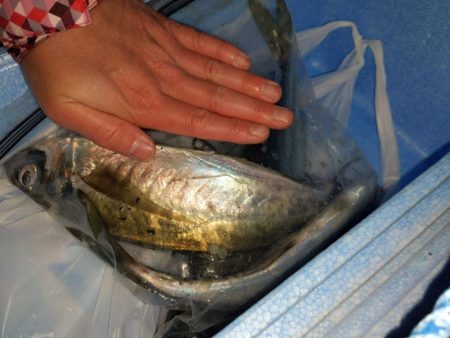 ぎりぎりギガっぽい(・x・*)