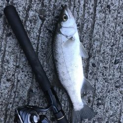 セイゴサイズダウン\\(//∇//)\\