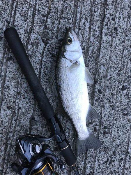 セイゴサイズダウン\\(//∇//)\\