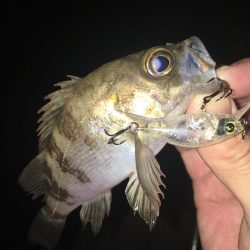 たかたかの釣り日記