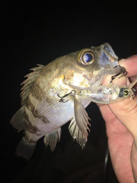 たかたかの釣り日記